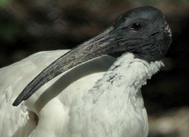 Foto: Ibis australský