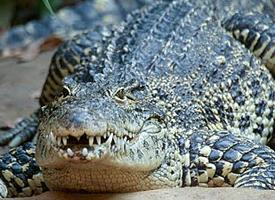 Foto: Krokodýl kubánský