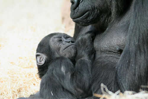 Foto: Gorila nížinná