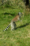 Foto: Lemur kata