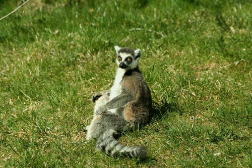 Foto: Lemur kata