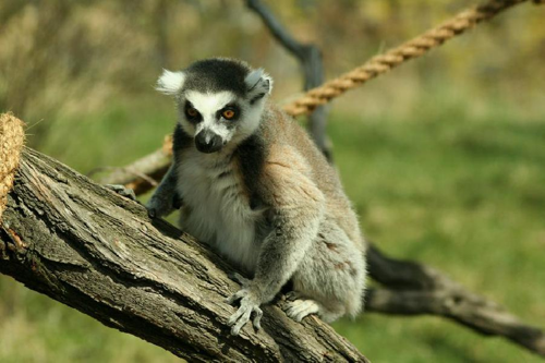 Foto: Lemur kata