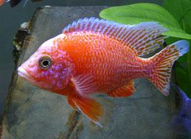 Foto: Tlamovec fire fish