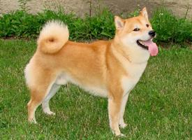 Foto: Shiba