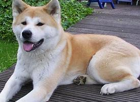 Foto: Akita inu