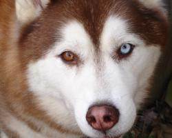 Foto: Sibiřský husky