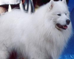 Foto: Samojed