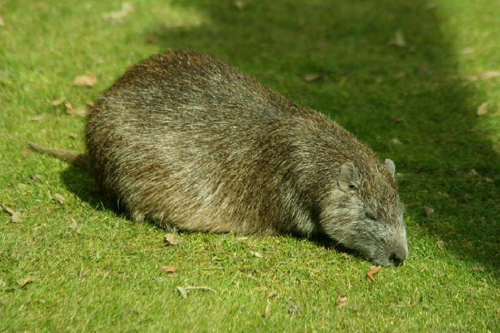 Foto: Hutia-konga