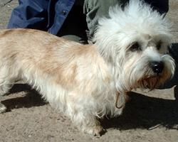 Foto: Dandie dinmont terrier