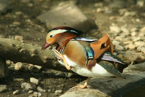 Foto: Kachnička mandarinská