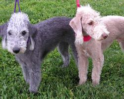 Foto: Bedlington teriér