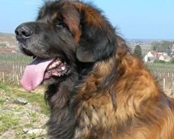 Foto: Leonberger