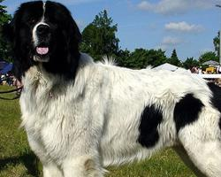 Foto: Landseer