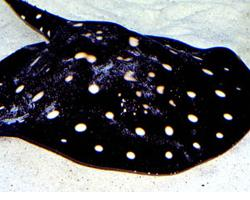 Foto: Trnucha leopoldova