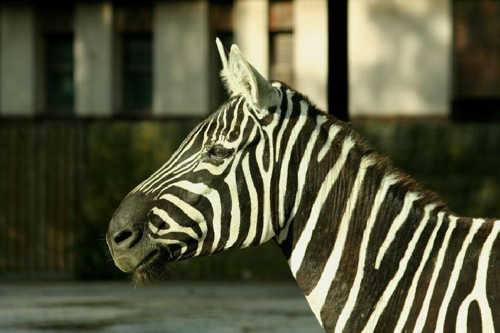 Foto: Zebra bezhřívá