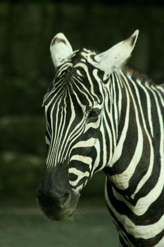 Foto: Zebra bezhřívá