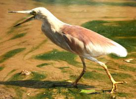 Foto: Volavka hnědohřbetá