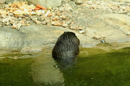 Foto: Bobr kanadský