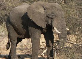 Foto: Slon africký jihoafrický
