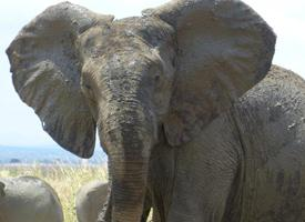 Foto: Slon africký východoafrický