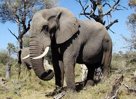 Foto: Slon africký stepní