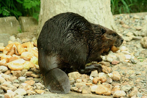 Foto: Bobr kanadský