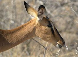 Foto: Impala černočelá