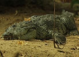 Foto: Krokodýl moreletův