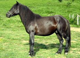 Foto: Baškirský kůň