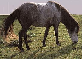 Foto: Bosenský horský kůň