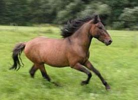 Foto: Huculský kůň
