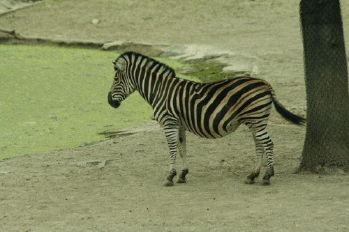 Foto: Zebra chapmanova