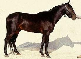 Foto: Kabardinský kůň