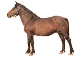 Foto: Kazašský kůň