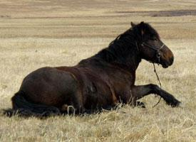 Foto: Mongolský kůň