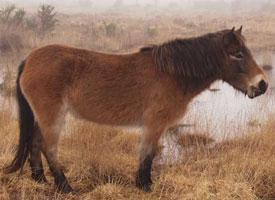Foto: Exmoorský pony