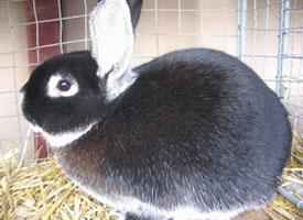 Foto: Bílopesíkatý králík