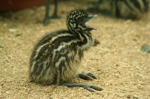 Foto: Emu hnědý