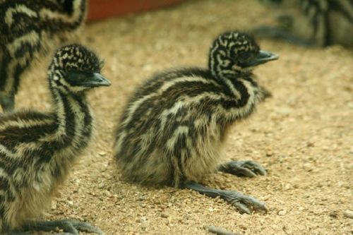 Foto: Emu hnědý