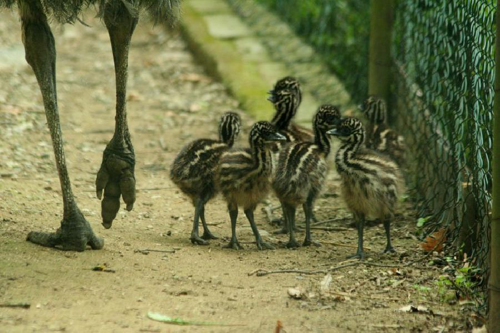 Foto: Emu hnědý