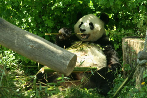 Foto: Panda velká