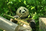 Foto: Panda velká