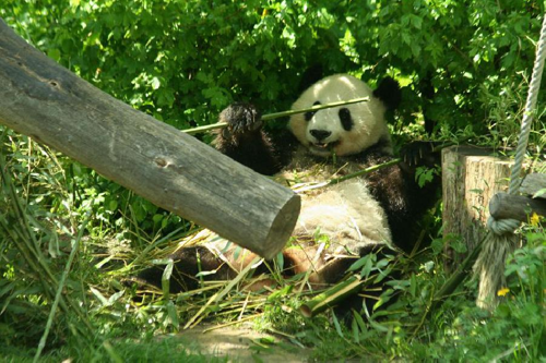 Foto: Panda velká