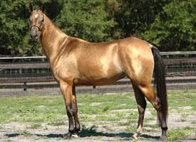 Foto: Achaltekinský kůň