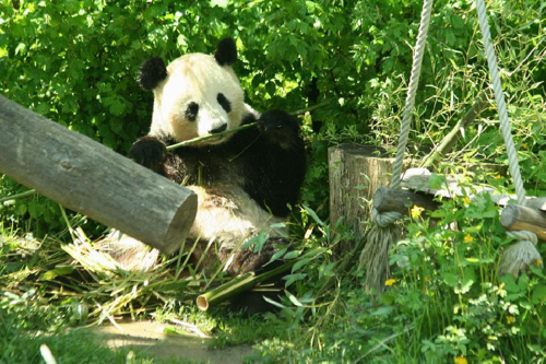 Foto: Panda velká