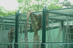 Foto: Orangutan