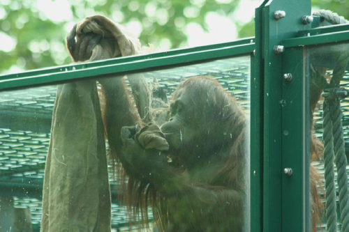 Foto: Orangutan