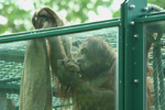 Foto: Orangutan