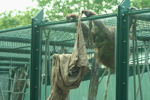 Foto: Orangutan