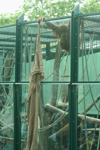 Foto: Orangutan